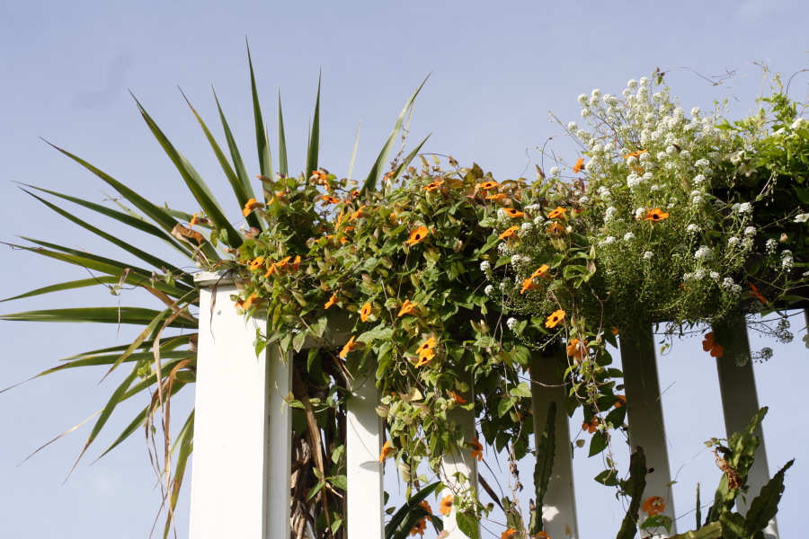 Lokation: Deutschland | Nordrhein-Westfalen | Bergisch Gladbach | Rodemich Kategorien: Garten, Datum: 11.09.2010