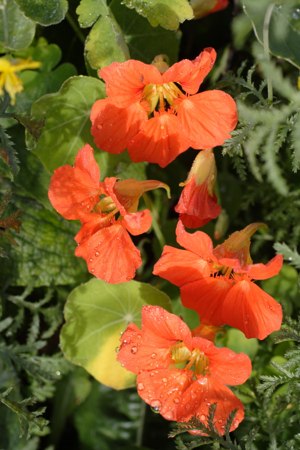 Lokation: Deutschland | Nordrhein-Westfalen | Bergisch Gladbach | Rodemich Kategorien: Garten, Datum: 11.09.2010