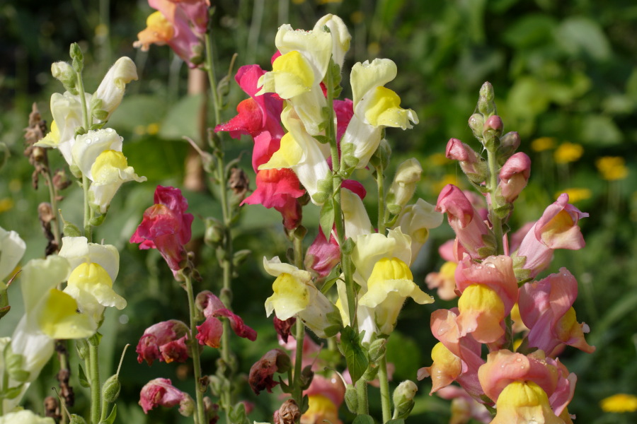 Lokation: Deutschland | Nordrhein-Westfalen | Bergisch Gladbach | Rodemich Kategorien: Garten, Datum: 11.09.2010