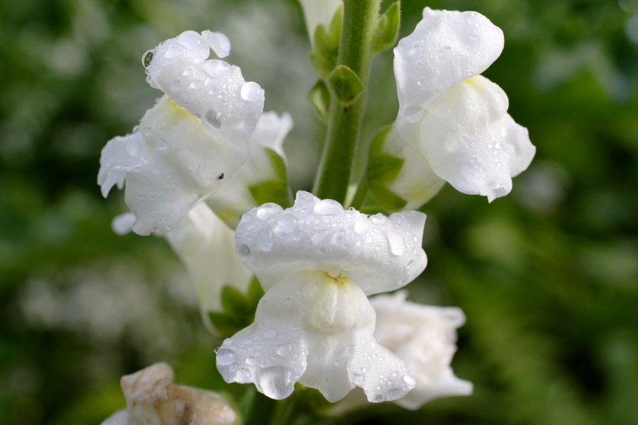 Lokation: Deutschland | Nordrhein-Westfalen | Bergisch Gladbach | Rodemich Kategorien: Garten, Datum: 11.09.2010