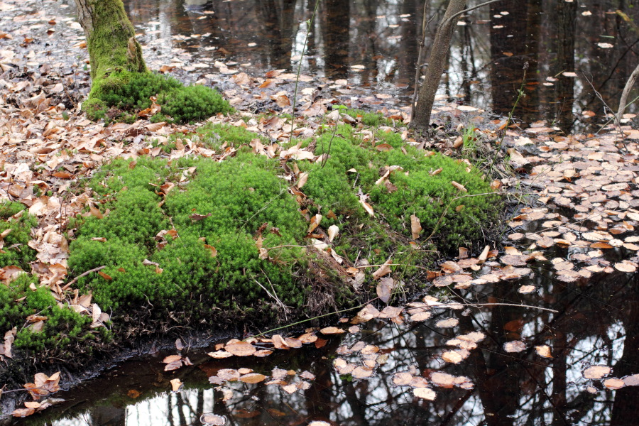 Lokation: Deutschland | Nordrhein-Westfalen | Bergisch Gladbach | Gierath Kategorien: Sumpf, Datum: 03.04.2011