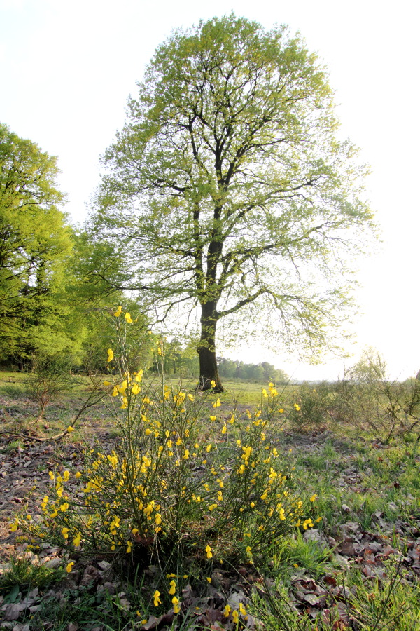 Lokation: Deutschland | Nordrhein-Westfalen | Rösrath | Brand Kategorien: Baum, Datum: 22.04.2011
