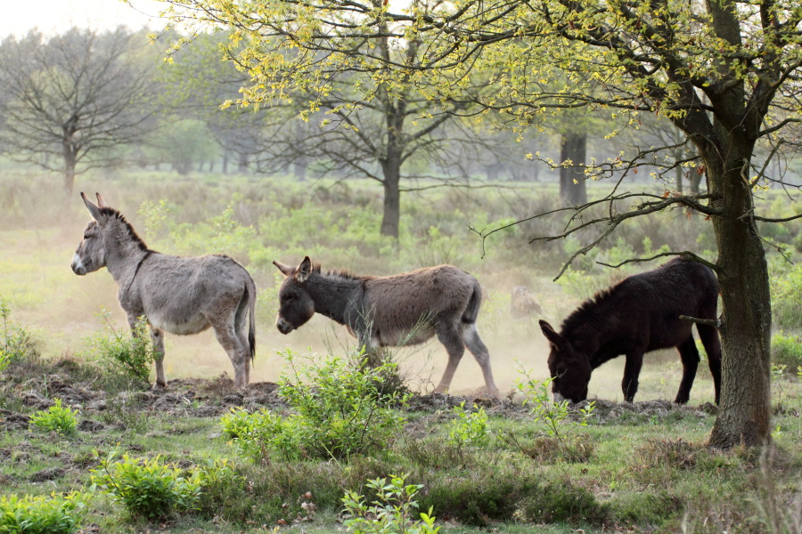 Lokation: Deutschland | Nordrhein-Westfalen | Rösrath | Kalmusweier Kategorien: Säugetiere, Datum: 22.04.2011