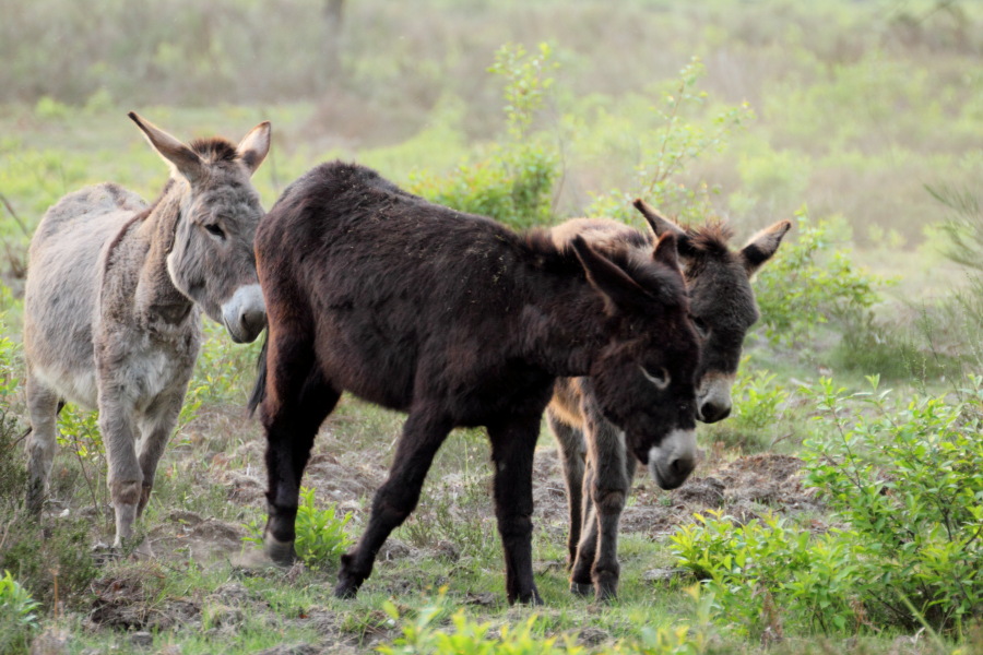 Lokation: Deutschland | Nordrhein-Westfalen | Rösrath | Kalmusweier Kategorien: Säugetiere, Datum: 22.04.2011