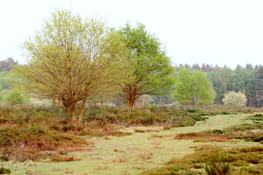 Lokation: Deutschland | Nordrhein-Westfalen | Rösrath | Kalmusweier Kategorien: Landschaft, Datum: 22.04.2011