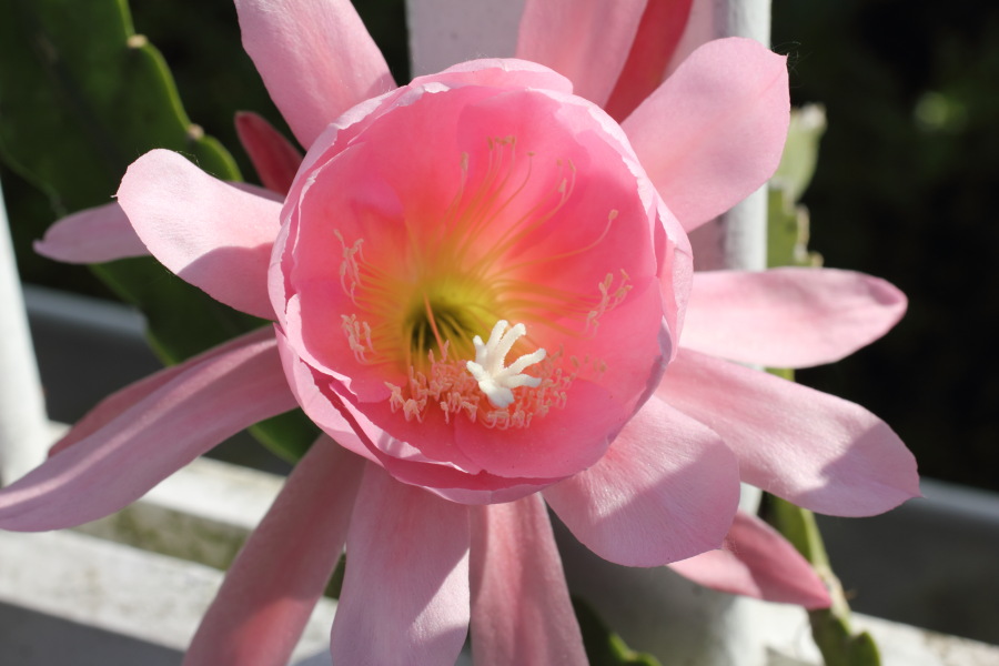 Lokation: Deutschland | Nordrhein-Westfalen | Bergisch Gladbach | Rodemich Kategorien: Zimmerpflanzen, Datum: 14.05.2011