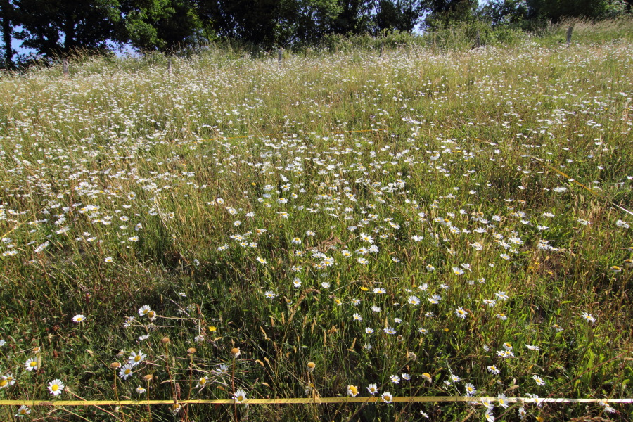 Lokation: Deutschland | Nordrhein-Westfalen | Rösrath | Unterlüghausen Kategorien: Dauerquadrat, Datum: 03.06.2011