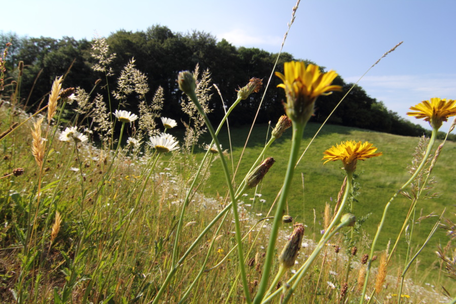 Lokation: Deutschland | Nordrhein-Westfalen | Rösrath | Unterlüghausen Kategorien: Habitus, Datum: 03.06.2011