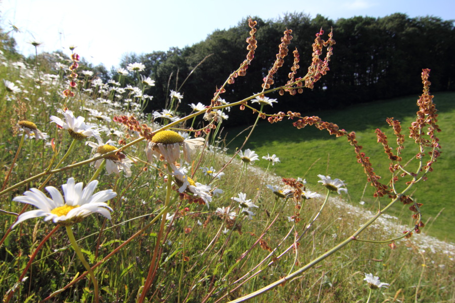Lokation: Deutschland | Nordrhein-Westfalen | Rösrath | Unterlüghausen Kategorien: Habitus, Datum: 03.06.2011