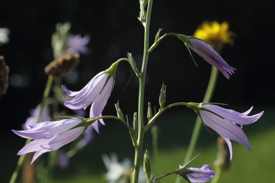 Lokation: Deutschland | Nordrhein-Westfalen | Rösrath | Unterlüghausen Kategorien: Habitus, Datum: 03.06.2011