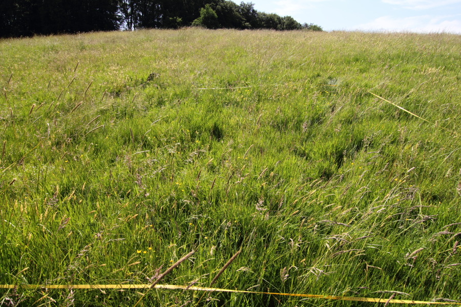 Lokation: Deutschland | Nordrhein-Westfalen | Rösrath | Unterlüghausen Kategorien: Dauerquadrat, Datum: 03.06.2011