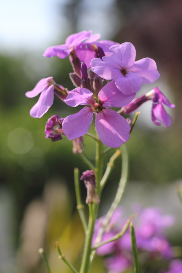 Hesperis matronalis (Nachtviole), Lokation: Deutschland | Nordrhein-Westfalen | Bergisch Gladbach | Rodemich Kategorien: Blüte, Familie: Brassicaceae (Kreuzblütler ), Datum: 04.06.2011