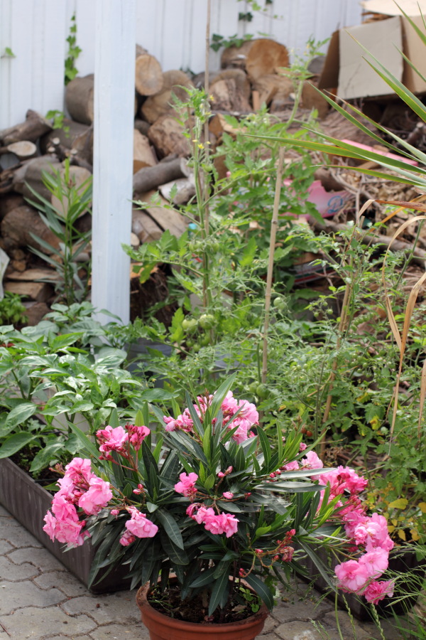 Lokation: Deutschland | Nordrhein-Westfalen | Bergisch Gladbach | Rodemich Kategorien: Permakultur, Datum: 03.07.2011