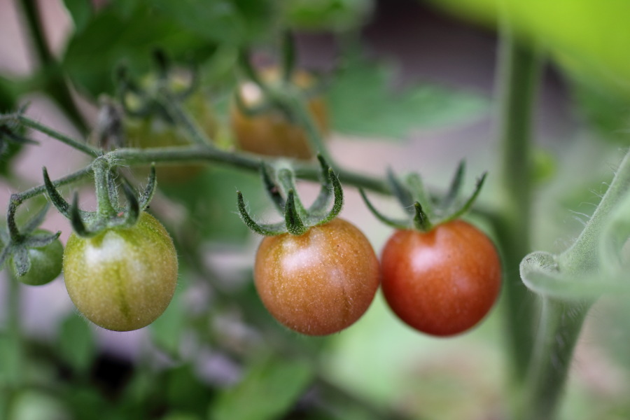Lokation: Deutschland | Nordrhein-Westfalen | Bergisch Gladbach | Rodemich Kategorien: Permakultur, Datum: 03.07.2011