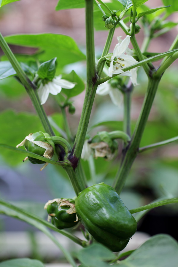Lokation: Deutschland | Nordrhein-Westfalen | Bergisch Gladbach | Rodemich Kategorien: Früchte, Permakultur, Datum: 03.07.2011