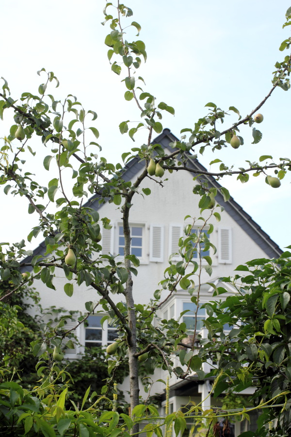 Lokation: Deutschland | Nordrhein-Westfalen | Bergisch Gladbach | Rodemich Kategorien: Permakultur, Datum: 03.07.2011