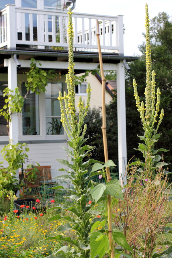 Lokation: Deutschland | Nordrhein-Westfalen | Bergisch Gladbach | Rodemich Kategorien: Naturgarten, Datum: 03.07.2011