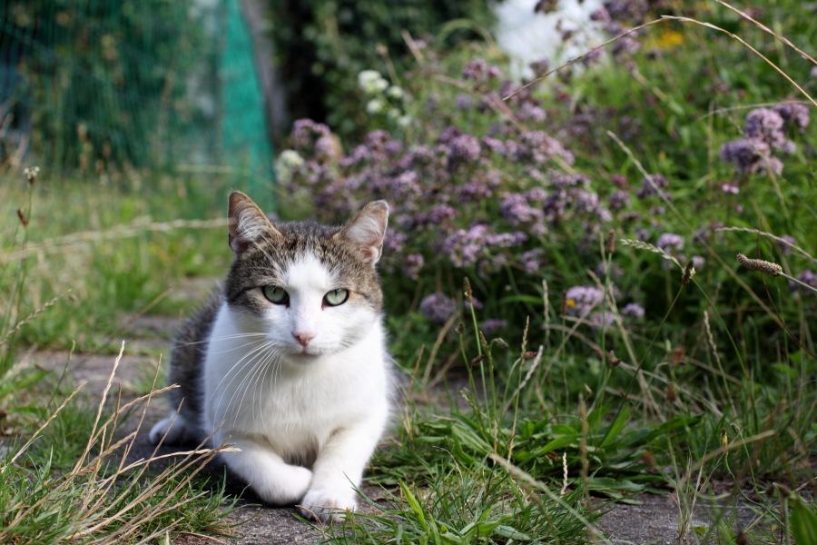 Lokation: Deutschland | Nordrhein-Westfalen | Bergisch Gladbach | Rodemich Kategorien: Katzen, Naturgarten, Datum: 03.07.2011