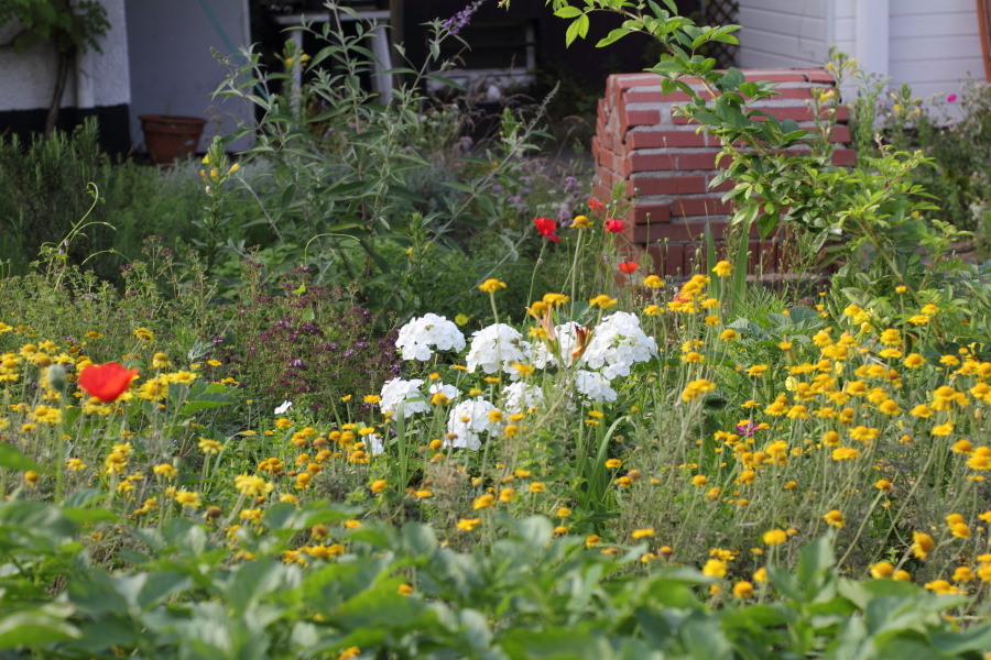 Lokation: Deutschland | Nordrhein-Westfalen | Bergisch Gladbach | Rodemich Kategorien: Naturgarten, Datum: 03.07.2011