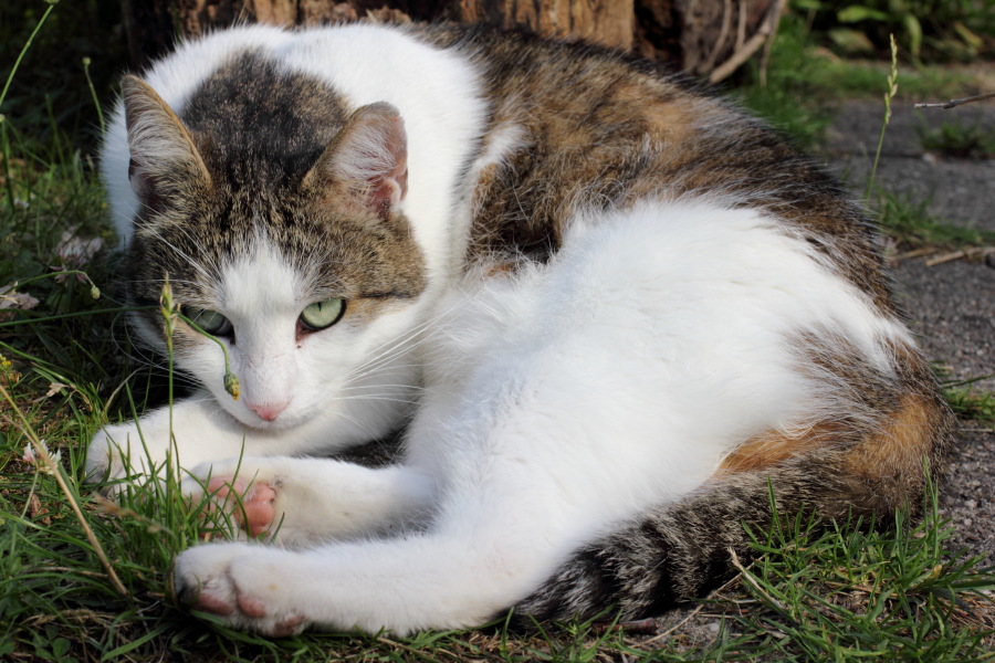 Lokation: Deutschland | Nordrhein-Westfalen | Bergisch Gladbach | Rodemich Kategorien: Katzen, Datum: 03.07.2011