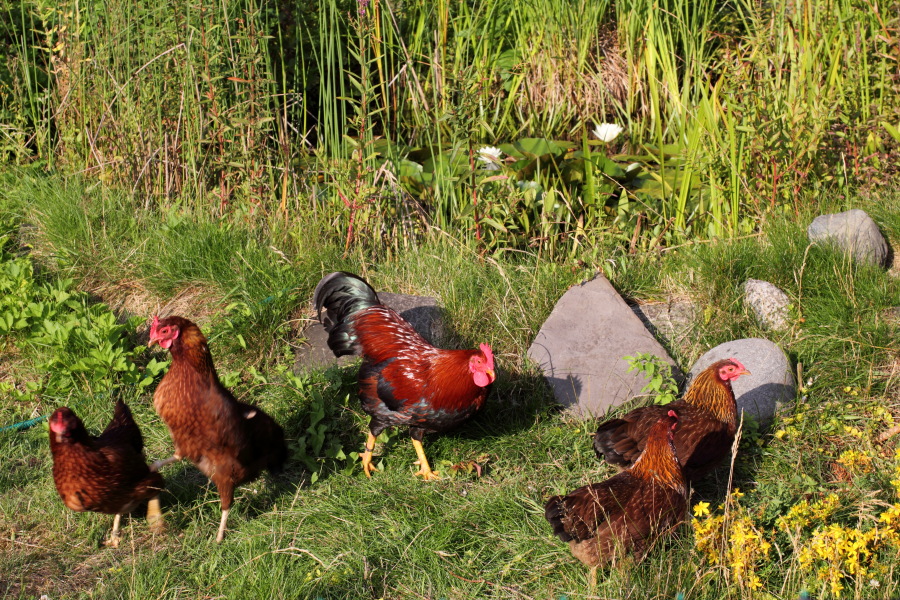 Hühner im zweiten Jahr