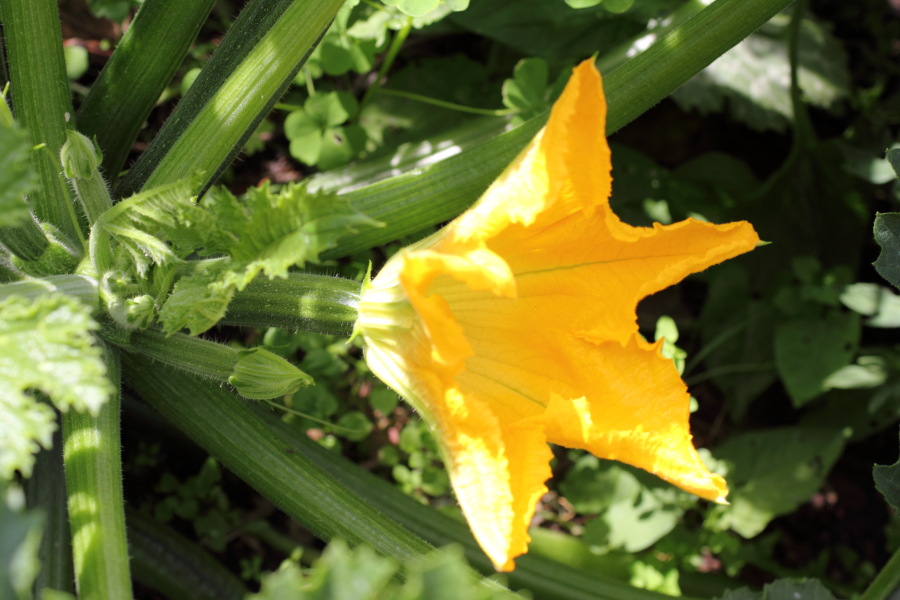 Lokation: Deutschland | Nordrhein-Westfalen | Bergisch Gladbach | Rodemich Kategorien: Permakultur, Datum: 10.07.2011