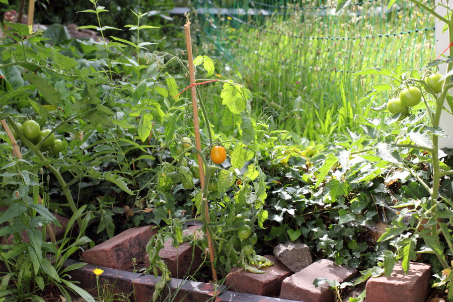 Lokation: Deutschland | Nordrhein-Westfalen | Bergisch Gladbach | Rodemich Kategorien: Permakultur, Datum: 10.07.2011