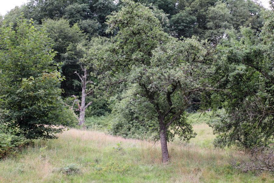 Lokation: Deutschland | Nordrhein-Westfalen | Windeck | Roth Kategorien: Haus, Datum: 17.07.2011