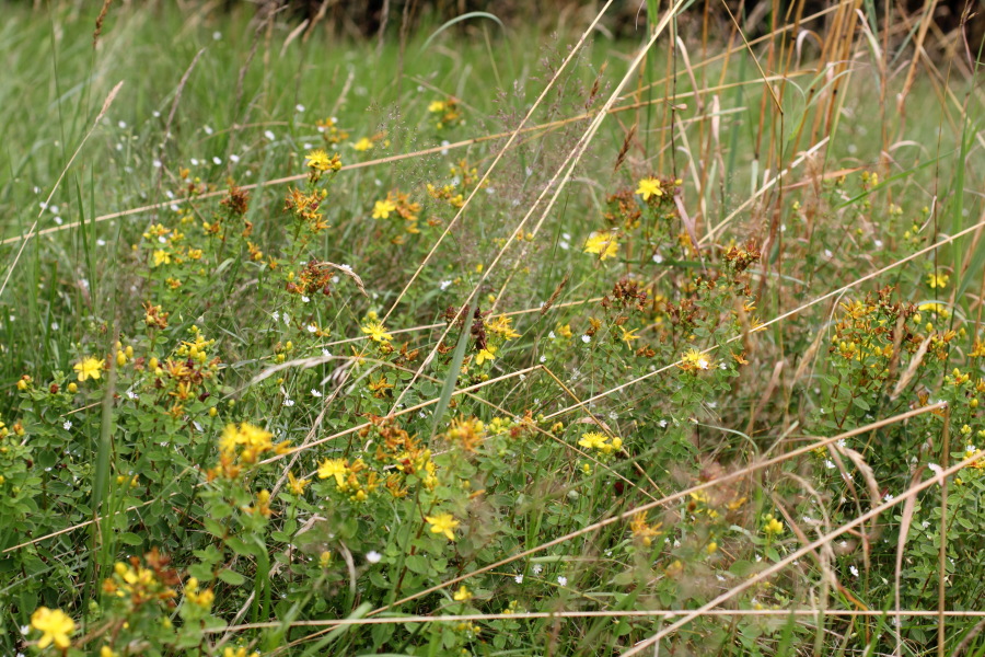 Lokation: Deutschland | Nordrhein-Westfalen | Windeck | Roth Kategorien: Vegetation, Datum: 17.07.2011