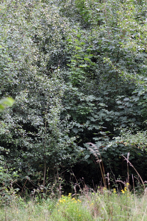 Lokation: Deutschland | Nordrhein-Westfalen | Windeck | Roth Kategorien: Haus, Datum: 17.07.2011