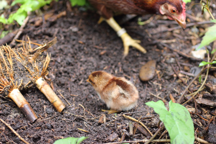Lokation: Deutschland | Nordrhein-Westfalen | Bergisch Gladbach | Rodemich Kategorien: Hühner, Datum: 14.08.2011