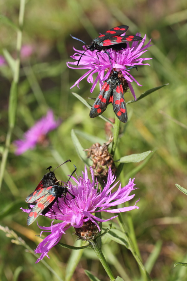 Lokation: Deutschland | Nordrhein-Westfalen | Bergisch Gladbach | Meisheide Kategorien: Habitus, Datum: 15.08.2011