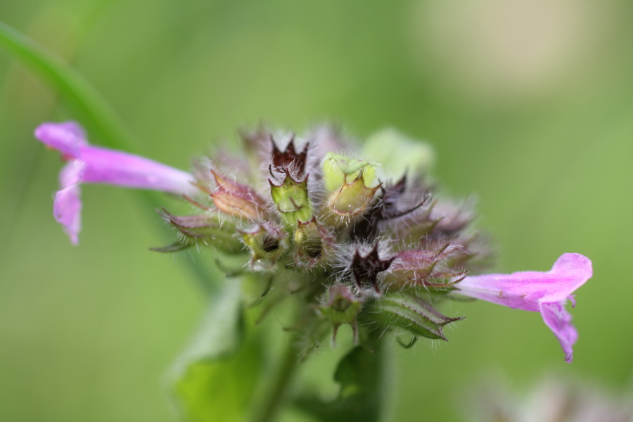 Lokation: Deutschland | Nordrhein-Westfalen | Bergisch Gladbach | Steinacker Kategorien: Blüte, Datum: 15.08.2011