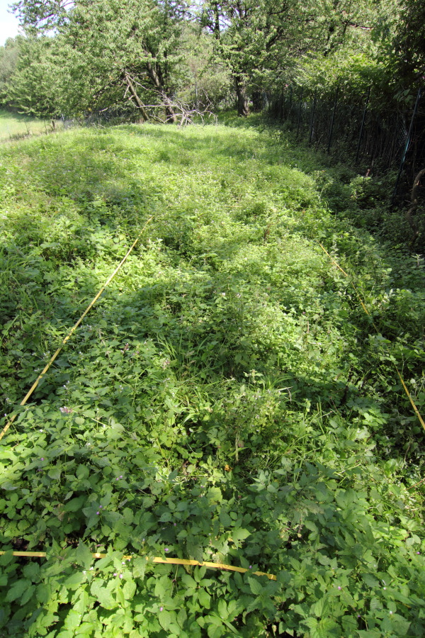 Lokation: Deutschland | Nordrhein-Westfalen | Bergisch Gladbach | Steinacker Kategorien: Dauerquadrat, Datum: 15.08.2011