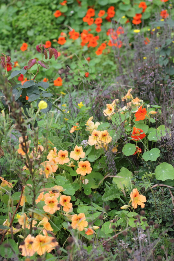 Lokation: Deutschland | Nordrhein-Westfalen | Bergisch Gladbach | Rodemich Kategorien: Naturgarten, Datum: 11.09.2011