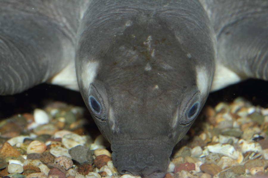 Lokation: Deutschland | Nordrhein-Westfalen | Köln | Riehl Kategorien: Fische, Zoo, Datum: 30.10.2011