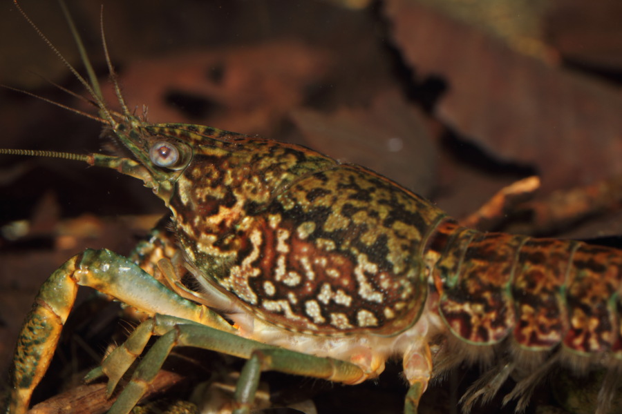 Lokation: Deutschland | Nordrhein-Westfalen | Köln | Riehl Kategorien: Fische, Zoo, Datum: 30.10.2011