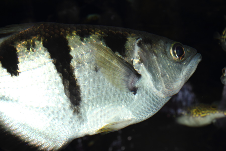 Lokation: Deutschland | Nordrhein-Westfalen | Köln | Riehl Kategorien: Fische, Zoo, Datum: 30.10.2011