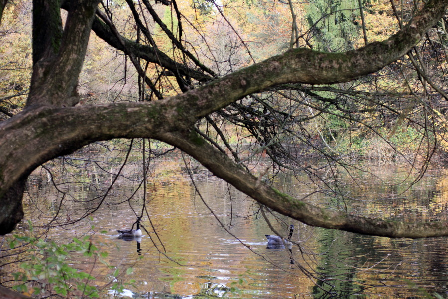 Lokation: Deutschland | Nordrhein-Westfalen | Bergisch Gladbach | Frankenforst Kategorien: See, Datum: 05.11.2011