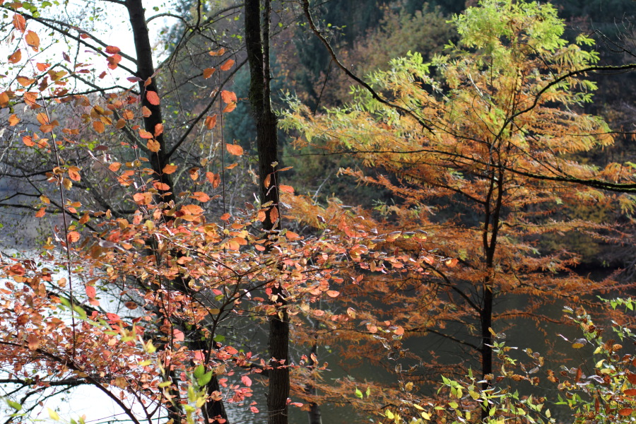 Lokation: Deutschland | Nordrhein-Westfalen | Bergisch Gladbach | Lückerath Kategorien: Herbst, Datum: 05.11.2011