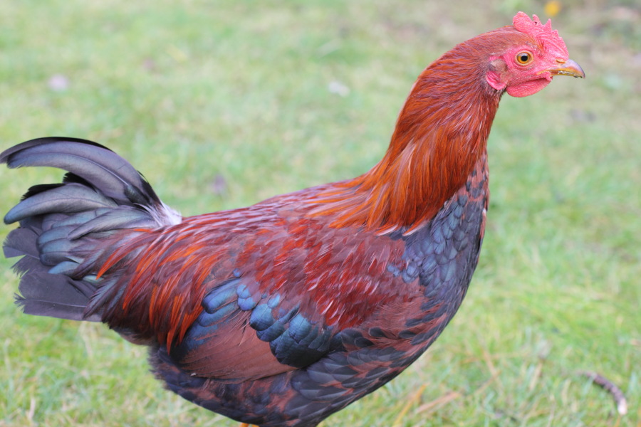 Lokation: Deutschland | Nordrhein-Westfalen | Bergisch Gladbach | Rodemich Kategorien: Hühner, Datum: 17.12.2011