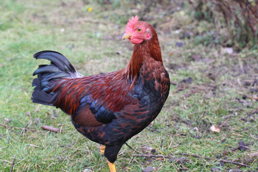 Lokation: Deutschland | Nordrhein-Westfalen | Bergisch Gladbach | Rodemich Kategorien: Hühner, Datum: 17.12.2011