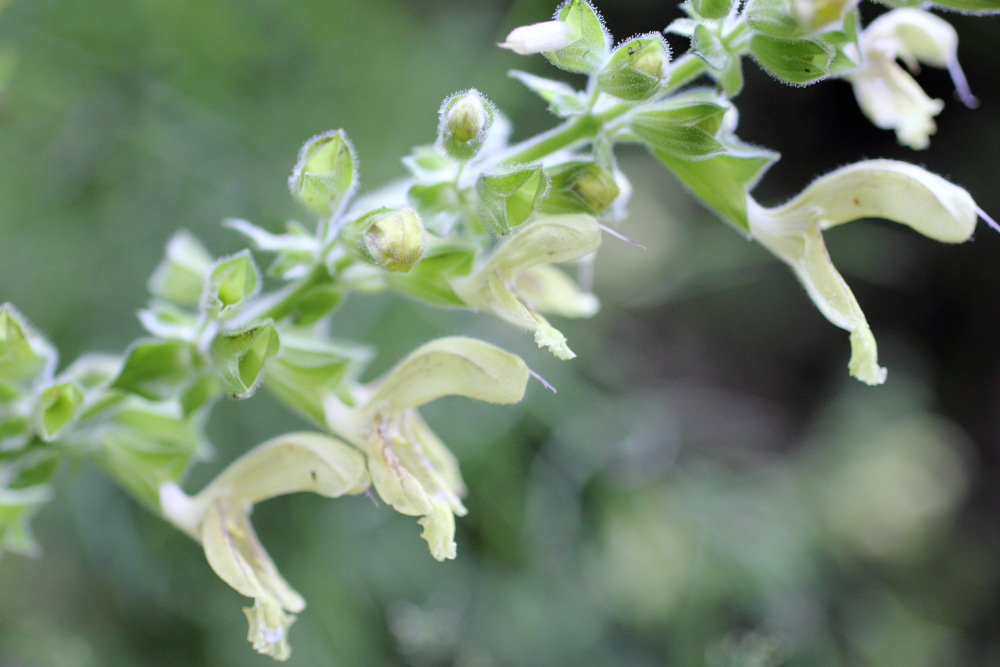 Lokation: Österreich | Kärnten | Vellach-Bela | Zauchen Kategorien: Blüte, Datum: 20.08.2011