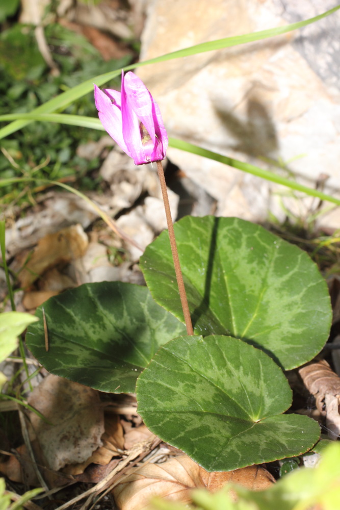 Lokation: Österreich | Kärnten | Vellach-Bela | Zauchen Kategorien: Habitus, Datum: 20.08.2011