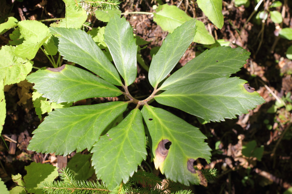 Lokation: Österreich | Kärnten | Oberdörfl | Oberdörfl Kategorien: Blatt, Datum: 21.08.2011