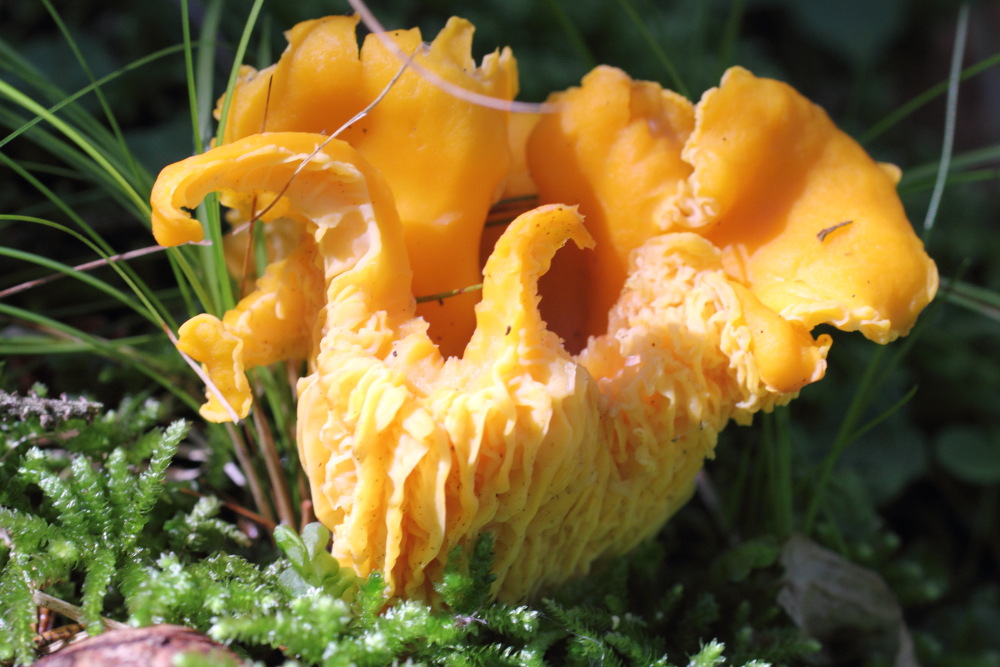 Lokation: Österreich | Kärnten | Oberdörfl | Oberdörfl Kategorien: Pilze, Datum: 21.08.2011