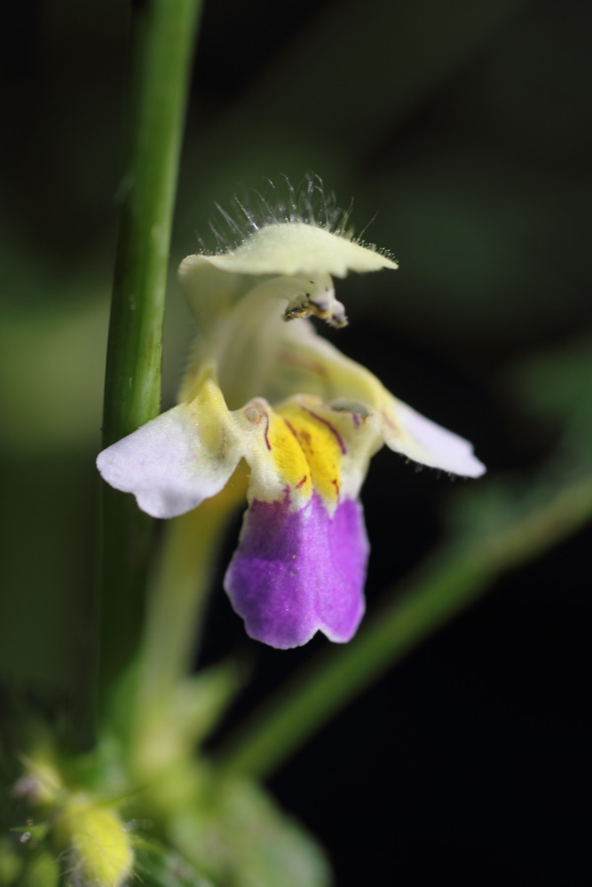Lokation: Österreich | Kärnten | Oberdörfl | Oberdörfl Kategorien: Blüte, Datum: 21.08.2011