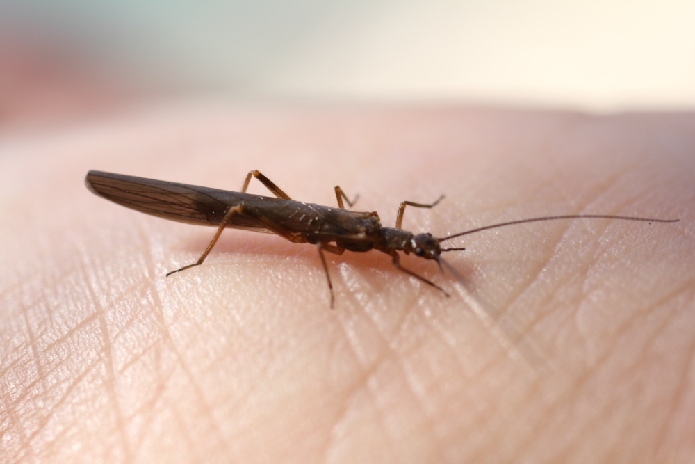 Lokation: Österreich | Kärnten | Oberdörfl | Oberdörfl Kategorien: Insekten, Datum: 26.08.2011