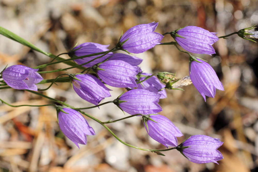 Lokation: Österreich | Kärnten | Ebriach-Obirsko | Ebriach Kategorien: Blüte, Datum: 26.08.2011