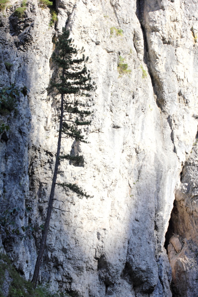 Lokation: Österreich | Kärnten | Ebriach-Obirsko | Ebriach Kategorien: Felsen, Datum: 26.08.2011
